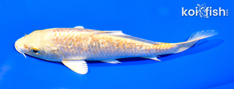 6" GINRIN YAMABUKI OGON