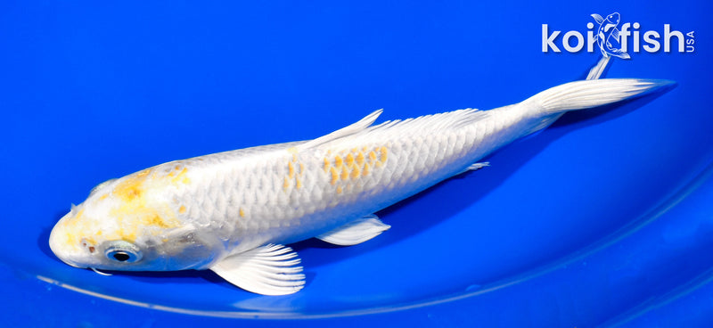 7.75" HARIWAKE