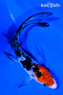 4.5" SANKE BUTTERFLY