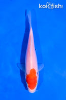 5" KOHAKU