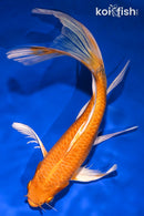 10.75" ORENJI OGON BUTTERFLY