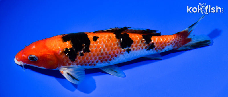7" GINRIN AKA SANKE
