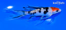 6" SANKE BUTTERFLY