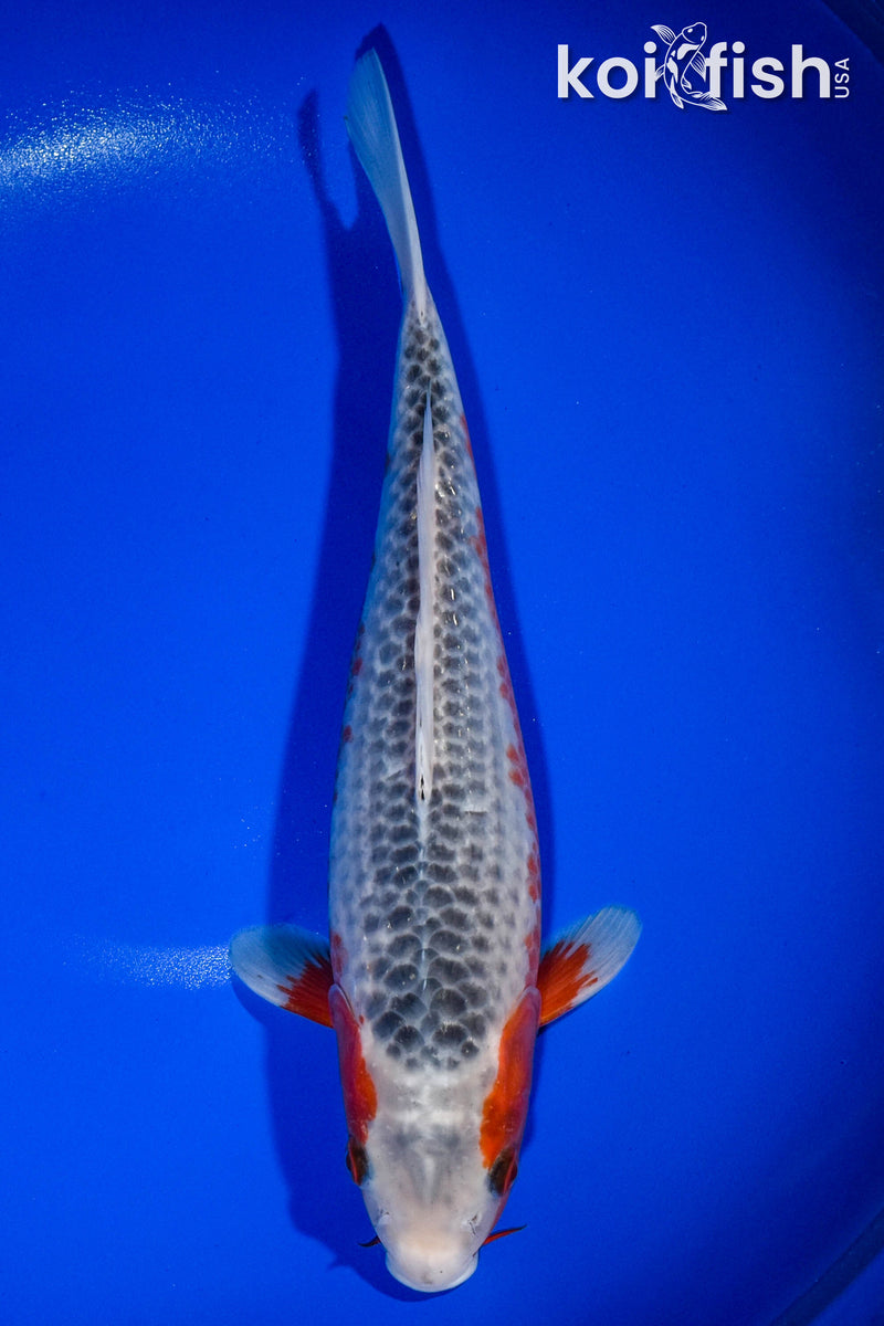 13" ASAGI