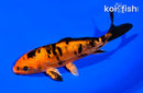 5.75" DOITSU KIN ORENJI BEKKO