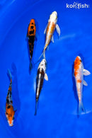 PACK OF (5) 4-4.5" STANDARD KOI
