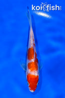 4.5" GINRIN KOHAKU