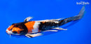 10.75" KIN SHOWA BUTTERFLY
