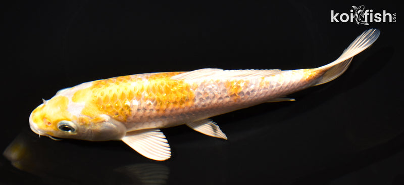 7.5" GINRIN LEMON HARIWAKE