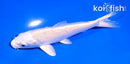 5" PLATINUM OGON