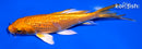 5.5" GINRIN ORENJI OGON BUTTERFLY