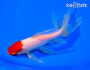 7" TANCHO WATONAI GOLDFISH