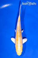 4.5" LEMON HARIWAKE