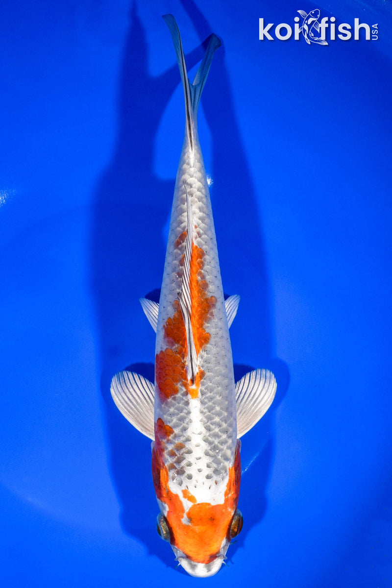 9.25" KUJAKU