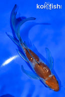 5" GINRIN OCHIBA SHIGURE BUTTERFLY