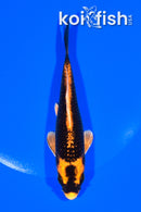 5.5" ORENJI MATSUBA