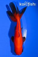 4" WATONAI GOLDFISH