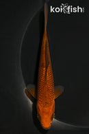 5.25" CHAGOI