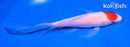 6" KOHAKU BUTTERFLY