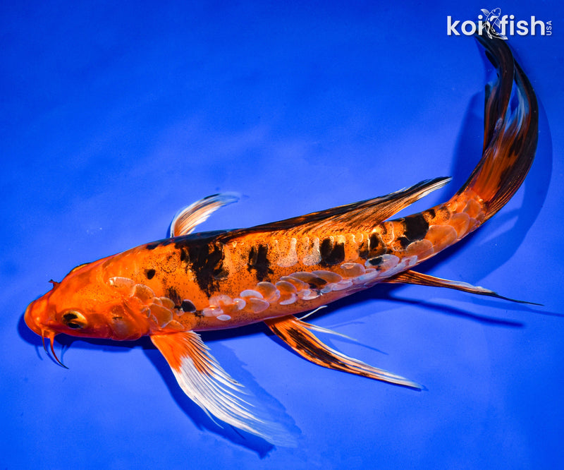 10" DOITSU ORENJI BEKKO BUTTERFLY