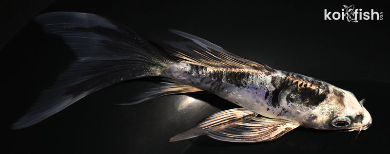 5.25" ARAGOKE BENI KIKOKURYU BUTTERFLY