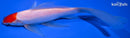 7.25" MARUTEN COMET GOLDFISH