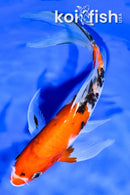 7.5" SANKE BUTTERFLY