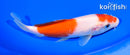 6.5" KOHAKU