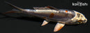 3.75" BENI KIKOKURYU