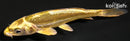 4.5" KIN KI KIKOKURYU