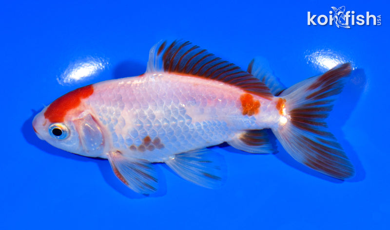 4.75" WATONAI GOLDFISH