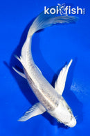 5" GIN MATSUBA BUTTERFLY