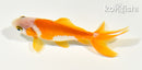 4" WAKIN GOLDFISH