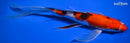 10.25" SANKE BUTTERFLY