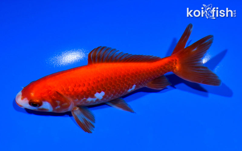 5.5" WAKIN GOLDFISH