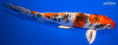 9.75" YAMATO NISHIKI