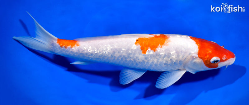10.75" GINRIN KOHAKU