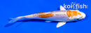 4.5" KIKUSUI