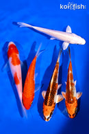 PACK OF (5) 4-5" STANDARD KOI