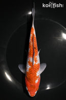 7.75" OCHIBA SHIGURE