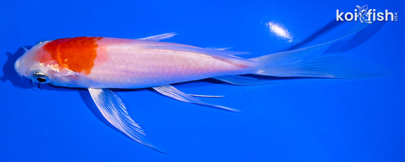 5.75" HARIWAKE BUTTERFLY