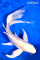 9.5" GINRIN LEMON HARIWAKE BUTTERFLY