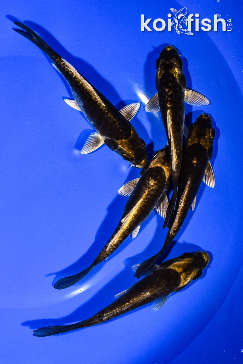 PACK OF (5) 4.25"-5" KABUTO KOI