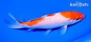 6.25" KOHAKU