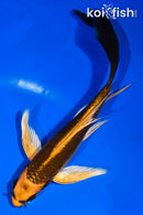 5.5" KI MATSUBA BUTTERFLY