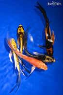 PACK OF (5) 5.25-5.75" BUTTERFLY KOI