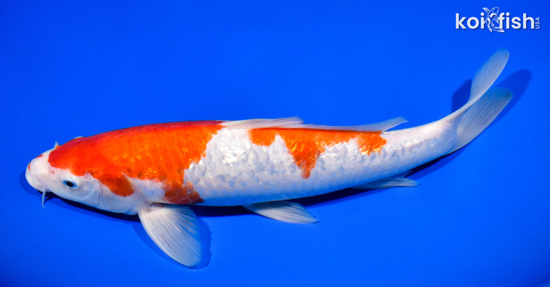 11.5" GINRIN KOHAKU