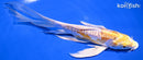 7.75" DOITSU LEMON HARIWAKE BUTTERFLY