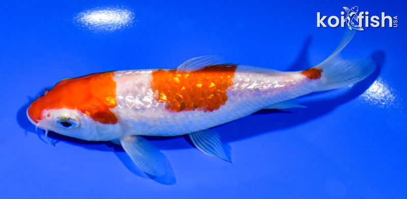 5.5" GINRIN SANDAN KOHAKU