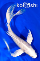 6.75" PLATINUM OGON BUTTERFLY
